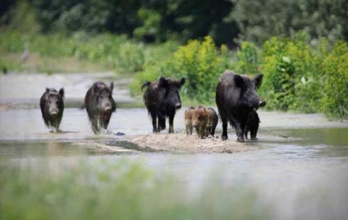 Описание дикого кабана. Дикий кабан в природе: все о жизни и повадках секачей