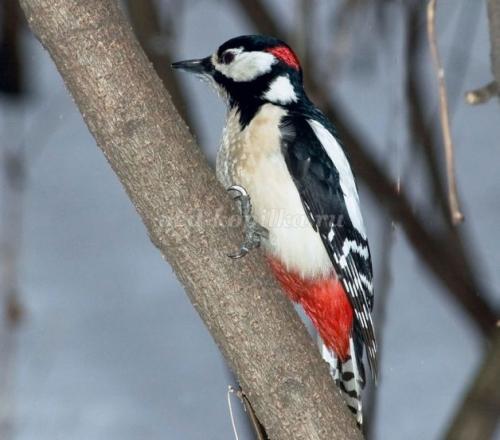 Интересные факты о дятле. Интересные факты о дятлах 01 Интересные факты о дятле. Интересные факты о дятлах 01