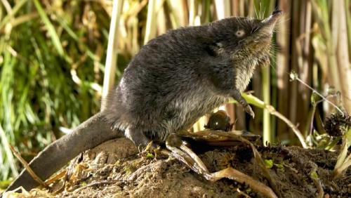 Детеныш выхухоли. Внешний вид и особенности