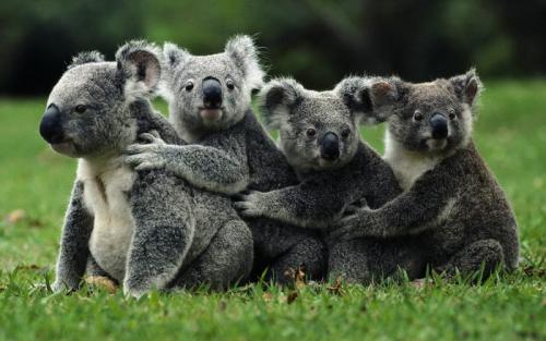 Коала интересные факты. 10 интересных фактов о коалах