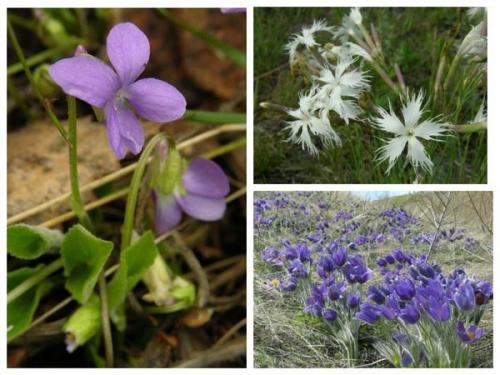 Растения степи. Степной калейдоскоп, или Что в степи растет