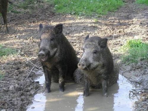 Описание дикого кабана. Дикий кабан в природе: все о жизни и повадках секачей