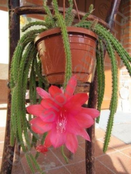 Кактусы интересные факты. 10 удивительных фактов о самом большом, кактусе в мире 17