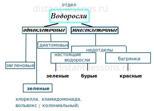 Органы водорослей. Отделы водорослей
