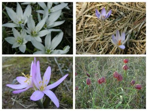 Растения степи. Степной калейдоскоп, или Что в степи растет
