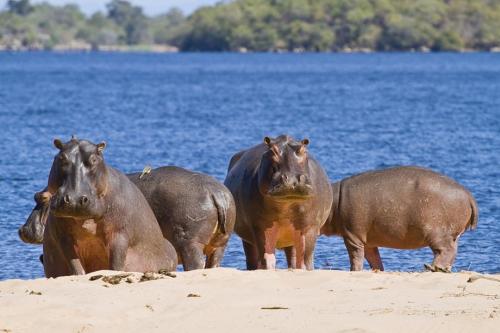 Факты о бегемотах. Интересные факты о гиппопотаме: вещи, которые вы не знали о бегемоте 09 Факты о бегемотах. Интересные факты о гиппопотаме: вещи, которые вы не знали о бегемоте 09