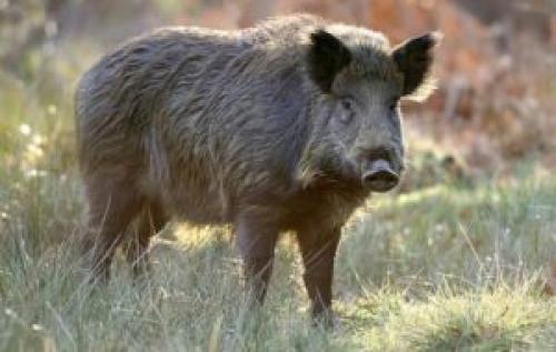 Все про дикого кабана. Как выглядит кабан