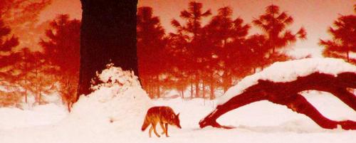 Интересные факты о красном волке. Чем питается красный волк? 07