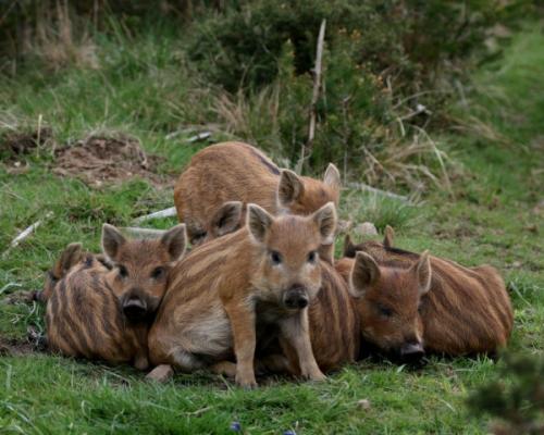 Описание дикого кабана. Дикий кабан в природе: все о жизни и повадках секачей