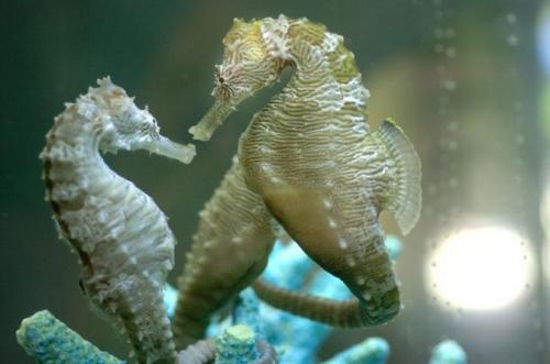 Где развиваются икринки морского конька.  Размножение: ритуальные утренние приветствия и изменение цвета самцов