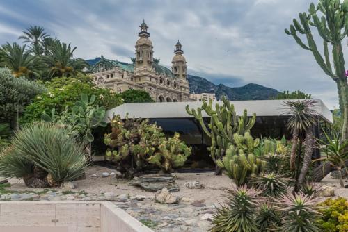 Факты о, кактусах. Интересные факты о, кактусах (2 фото) 14