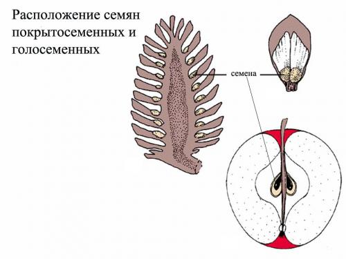 Строение голосеменных. ОСНОВНЫЕ АДАПТАЦИИ СЕМЕННЫХ РАСТЕНИЙ