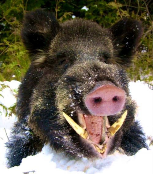 Кабан интересные факты. Интересное о кабанах