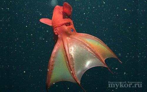 Необычные брюхоногие Моллюски. В мире животных.Необычные, но прекрасные Моллюски