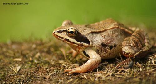 Интересные факты земноводные. Амфибии (земноводные) интересные факты 04 Интересные факты земноводные. Амфибии (земноводные) интересные факты 04