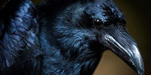 Как умирают вороны. Мифы и легенды. Что за птица- черный ворон?