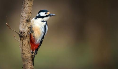 Дятел обыкновенный. Происхождение вида и описание