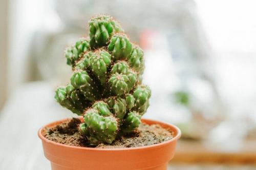 Уход за кактусом. Как ухаживать за кактусами в домашних условиях