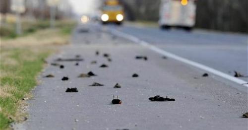 Самое интересное о водопаде Виктория. Интересные факты о водопаде Виктория 02 Самое интересное о водопаде Виктория. Интересные факты о водопаде Виктория 02