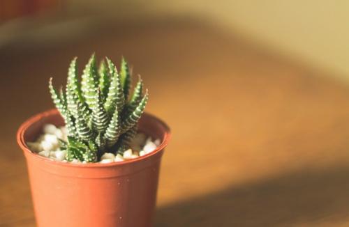 Интересные, кактусы. Кактусы — интересные факты