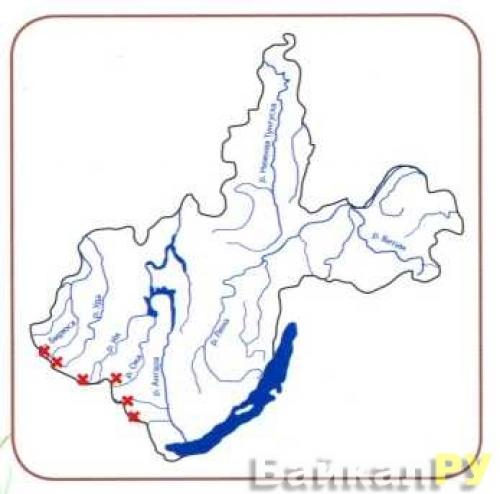 Факты о красном волке. Особенности и среда обитания красного волка 09