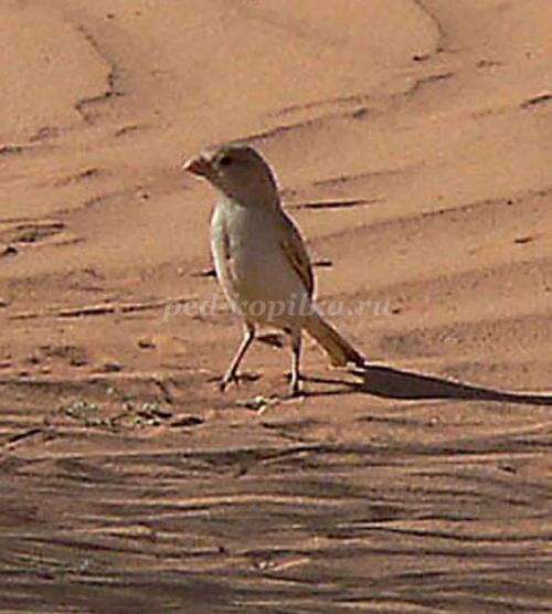 Кактус интересные факты. 10 интересных фактов о, кактусах 05