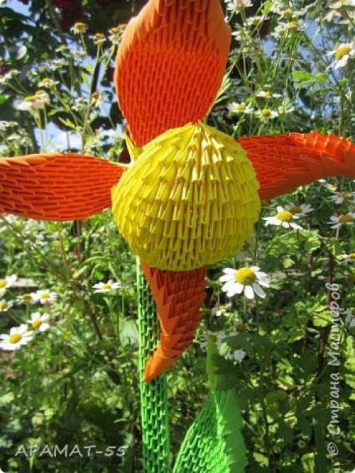 Венерин башмачок раскраска. Советы и вопросы