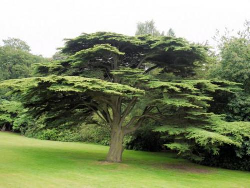 Субтропический лес интересные факты. Где находятся российские субтропики 10 Субтропический лес интересные факты. Где находятся российские субтропики 10