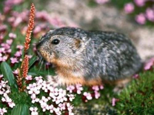 Интересные факты лемминг. Интересные факты о леммингах