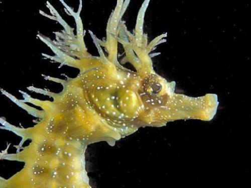 Информация о морских коньках. Морские коньки (лат. Hippocampus)