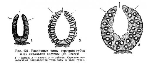 Факты о губках. 13 интересных фактов о морских губках 01 Факты о губках. 13 интересных фактов о морских губках 01