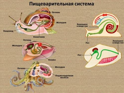 Выделительная система моллюсков. Моллюски