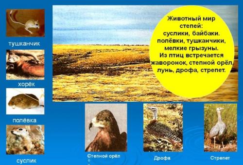 Интересные факты о степи