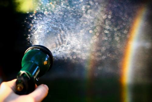 Факты о цветах. 17 интересных фактов о цветах. 10