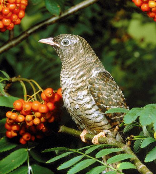 Факты о цветах. 17 интересных фактов о цветах. 17