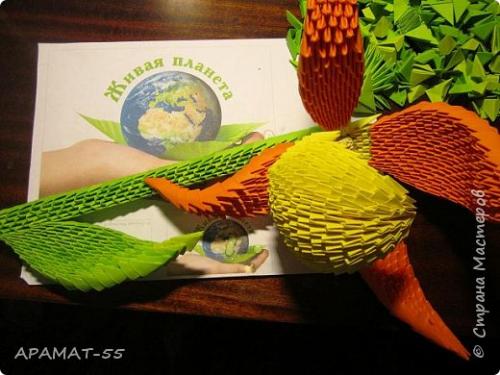 Венерин башмачок раскраска. Советы и вопросы