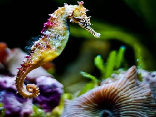 Информация о морских коньках. Морские коньки (лат. Hippocampus)