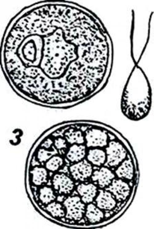 Факты о водорослях. Интересные факты о водорослях 07