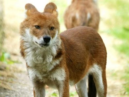 Волк занесен в красную книгу. Волк красный