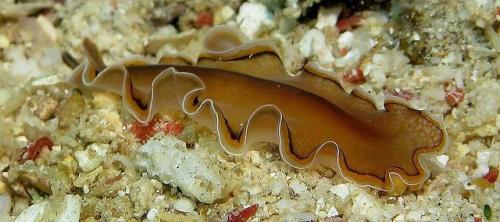 Интересные факты плоские черви. Интересные факты о плоских червях 04