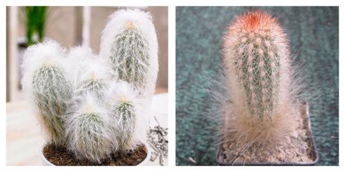 Кактус размеры. Микс цветные, кактусы