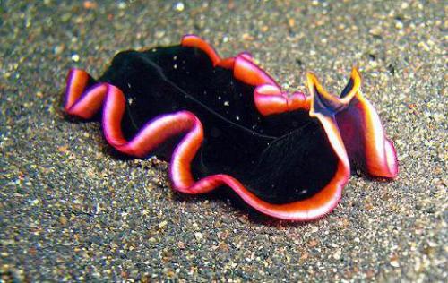 Интересные факты плоские черви. Интересные факты о плоских червях 07