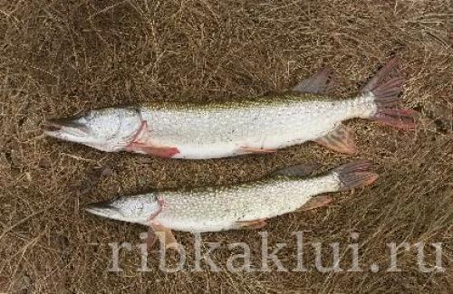 Размеры щуки. Щука обыкновенная