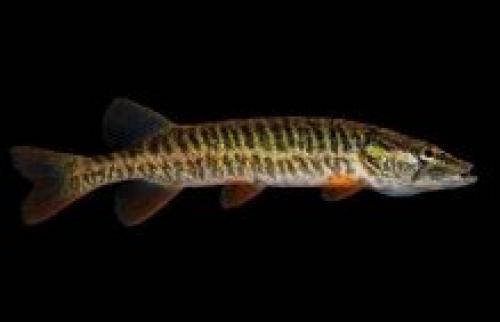 Размеры щуки. Щука обыкновенная