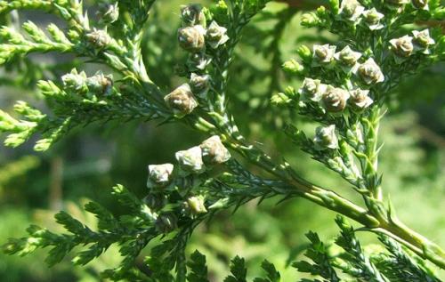 Корневая система кипариса. Описание и особенности