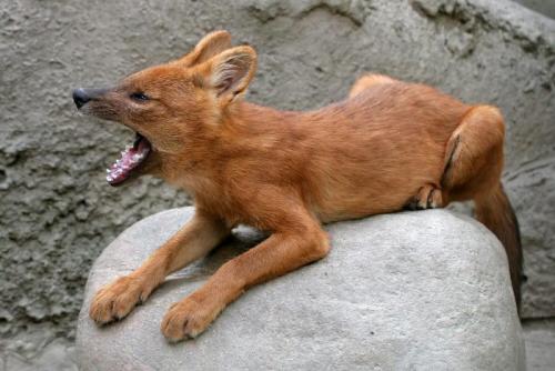 Волк занесен в красную книгу. Волк красный