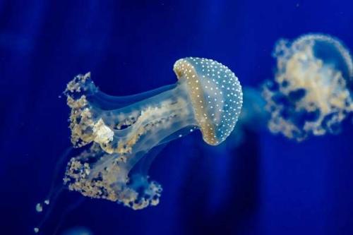 Интересные факты о кишечнополостных. Тип кишечнополостные общая характеристика