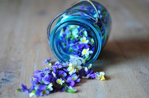 Факты о цветах. 17 интересных фактов о цветах. 15