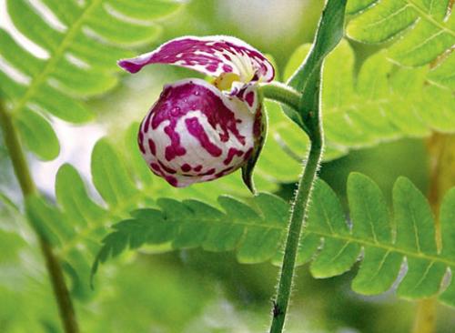 Венерин башмачок паразит. Венерин башмачок: зимостойкие виды