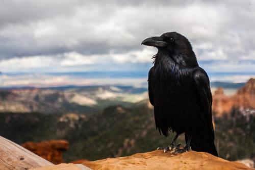 Самое интересное про ворону. Вороны — интересные факты